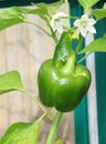 Green bell pepper and flower on plant Royalty Free Stock Photo