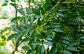 Close-up of green berries of Zanthoxylum americanum, Prickly ash Sichuan pepper a spiny tree with prickly branches.