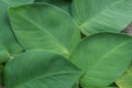 Close up of green big huge leaves creeping on old wall decorated