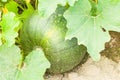 Close-up of green bio squash ready to be harvestedClose-up of gr