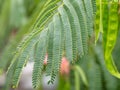 Close-up of green bipinnate leaves of persian silk tree or pink siris.