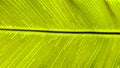 Close up green Bird`s nest fern leaf nature abstract background Royalty Free Stock Photo