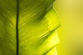 Close up green Bird`s nest fern leaf nature abstract background