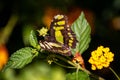 Green and black butterfly on a leaf Royalty Free Stock Photo