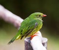 Close-up of a Green-and-black Fruit Eater