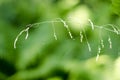 A close up of a green blade of grass