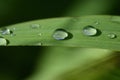 Close up of a green blade of grass with several drops of water on it after the rain Royalty Free Stock Photo