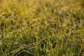 Close up of green blades of grass in an autumn meadow with dew drops hanging on them Royalty Free Stock Photo