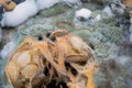 Close-up of green, blue and white mold growing on a rotten pumpkin with seeds in the middle Royalty Free Stock Photo