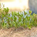 Close up of green blueberry shrubbery with pink berries on blurred sunny warm background. Early summer forest in Czechia. Royalty Free Stock Photo