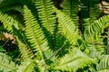 Close up green boston fern background.