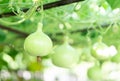 Close up green bottle gourd or calabash gourd on branch, selective focus