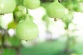 Close up green bottle gourd or calabash gourd on branch, selective focus