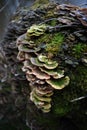 Close up of green bracket fungus Royalty Free Stock Photo