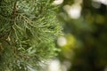 Close up of a green branch of a coniferous tree