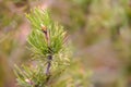 Close up green branch of corniferous tree Royalty Free Stock Photo