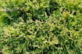 Close-up of green branches Cypress.