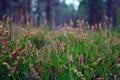 Close-up of green branches of juniper. Background