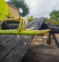 Close up on a green broken branch from a grape tree Royalty Free Stock Photo