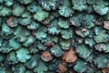 Close Up of Green and Brown Wall. Generative AI Royalty Free Stock Photo