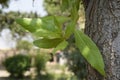 Close-up of green bunch with brown tree bark texture and green Bokeh background, texture of tree trunks with some appearing Royalty Free Stock Photo