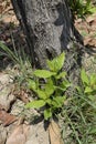 Close-up of green bunch with brown tree bark texture and green Bokeh background, texture of tree trunks with some appearing Royalty Free Stock Photo