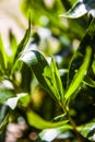 Close up of green bush leaf