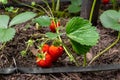 Close-up green bush of organic natural ripe red strawberry growing at tunnel greenhouse indoors backlit with warm sunshine.