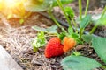 Close-up green bush of organic natural ripe red strawberry growing at tunnel greenhouse indoors backlit with warm