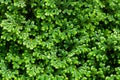 Close-up of green bush, Texture background