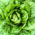 Close-up of green butterhead lettuce Royalty Free Stock Photo