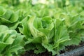 Close up of a green butterhead lettuce plant.