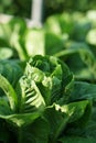 Close up of a green butterhead lettuce plant.