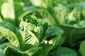 Close up of a green butterhead lettuce plant.