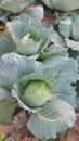 Close-up of green cabbage on the cabbage plot Royalty Free Stock Photo