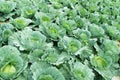 Close up green cabbage Garden