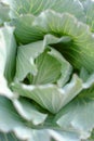 A close-up of a green cabbage head, raw vegetable from rooftop garden Royalty Free Stock Photo