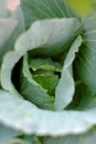 A close-up of a green cabbage head, raw vegetable from rooftop garden Royalty Free Stock Photo