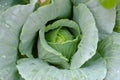 A close-up of a green cabbage head, raw vegetable from rooftop garden Royalty Free Stock Photo