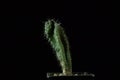 Green cactus with sharp needles on dark background Royalty Free Stock Photo