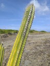 Close up of green cactus with blue tropic sky and tropical background