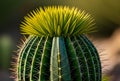 Close up of a green cactus in a botanical garden.