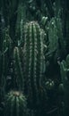 Close-up of a green cactus in a dark dramatic atmosphere. AI generate Royalty Free Stock Photo