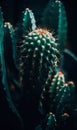Close-up of a green cactus in a dark dramatic atmosphere. AI generate Royalty Free Stock Photo