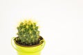 Close up of a green cactus in a decorative bucket isolated on a Royalty Free Stock Photo