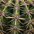 Close up of a green cactus displaying a pattern of sharp radiating spines Royalty Free Stock Photo
