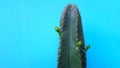 Close up green cactus with flower on it isolated on green pastel background with copy space on left.