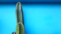 Close up green cactus with flower on it isolated on green pastel background or painted color wall with copy space on right. Royalty Free Stock Photo