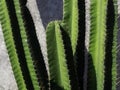 Close-up green cactus on grunge concrete wall background. Royalty Free Stock Photo