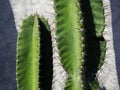 Close-up green cactus on grunge concrete wall background. Royalty Free Stock Photo